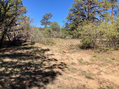 Beautiful Mountain Property Near Chama New Mexico - image 9