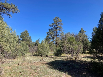 Beautiful Mountain Property Near Chama New Mexico - image 12