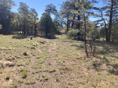 Beautiful Mountain Property Near Chama New Mexico - image 8