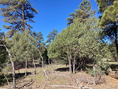 Beautiful Mountain Property Near Chama New Mexico - image 16