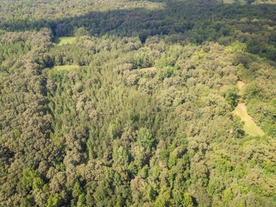 Land for Sale in Weakley County, TN with Marketable Timber - image 5
