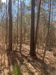 East Texas Recreational/Hunting Tract For Sale - image 9