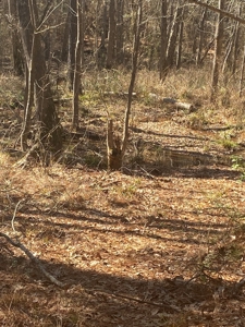 East Texas Recreational/Hunting Tract For Sale - image 6