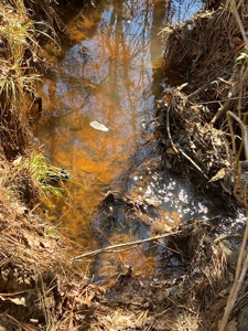 East Texas Recreational/Hunting Tract For Sale - image 4