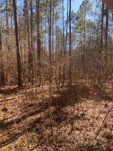 East Texas Recreational/Hunting Tract For Sale - image 10