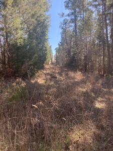East Texas Recreational/Hunting Tract For Sale - image 5