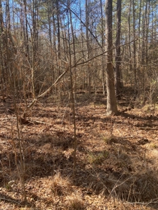 East Texas Recreational/Hunting Tract For Sale - image 8