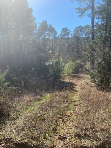 East Texas Recreational/Hunting Tract For Sale - image 1