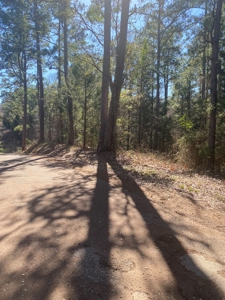 East Texas Recreational/Hunting Tract For Sale - image 12