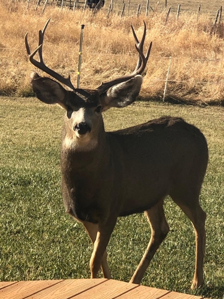 Colorado Home With Irrigation Workshop For Sale