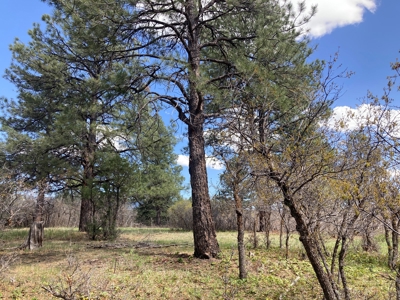 Beautiful Mountain Property Minutes From Chama - image 15
