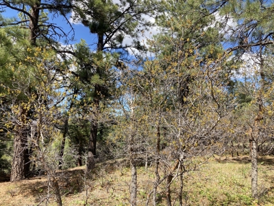 Beautiful Mountain Property Minutes From Chama - image 16