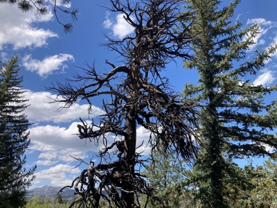 Beautiful Mountain Property Minutes From Chama - image 5