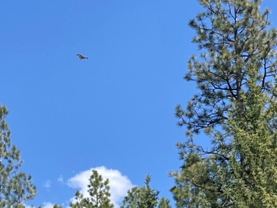 Beautiful Mountain Property Minutes From Chama - image 14