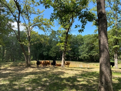 Exceptional Farm and Home on 253 Acres - image 16