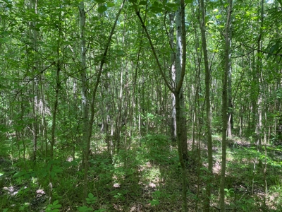 Land For Sale In Tn, 107 Acres, Hunting, Wetland, Crp Income - image 12