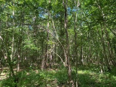 Land For Sale In Tn, 107 Acres, Hunting, Wetland, Crp Income - image 37