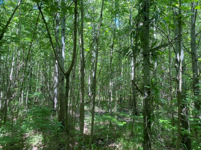 Land For Sale In Tn, 107 Acres, Hunting, Wetland, Crp Income - image 34