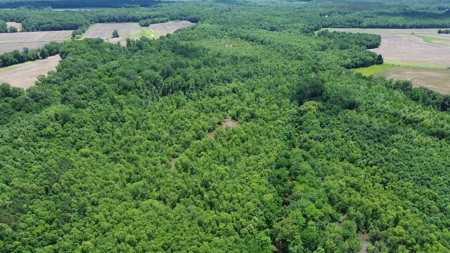 Land For Sale In Tn, 107 Acres, Hunting, Wetland, Crp Income - image 33