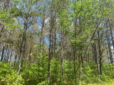 Land For Sale In Tn, 17 Acres, Wooded, Building Site, Crp - image 28
