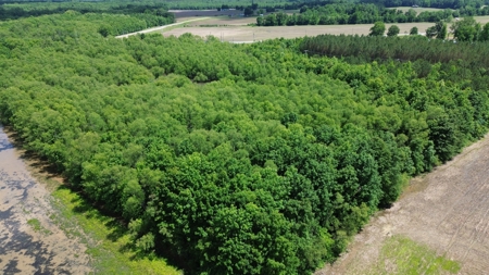 Land For Sale In Tn, 17 Acres, Wooded, Building Site, Crp - image 9