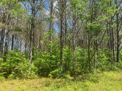 Land For Sale In Tn, 17 Acres, Wooded, Building Site, Crp - image 29