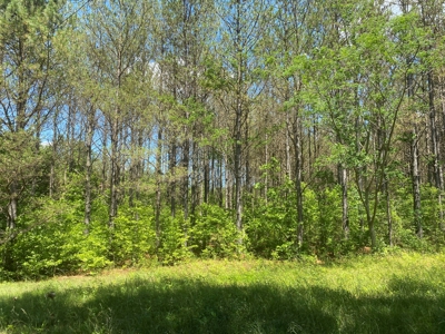 Land For Sale In Tn, 17 Acres, Wooded, Building Site, Crp - image 26