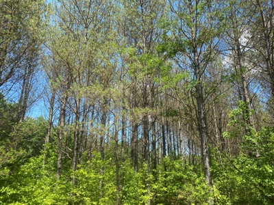 Land For Sale In Tn, 17 Acres, Wooded, Building Site, Crp - image 4