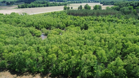 Land For Sale In Tn, 17 Acres, Wooded, Building Site, Crp - image 8