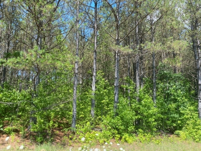 Land For Sale In Tn, 17 Acres, Wooded, Building Site, Crp - image 32