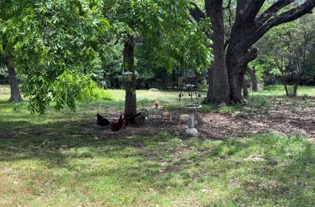 Peaceful 10.5-Acre Property in Gatesville, TX – Perfect for - image 25