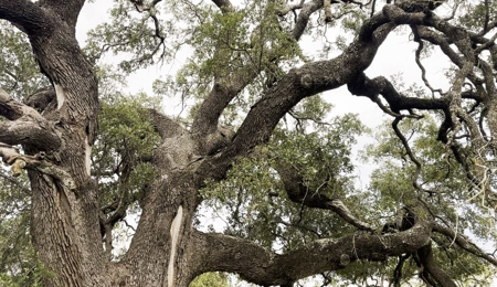 Find Your Texas Sanctuary: 25 Acres Ready for Building! - image 8