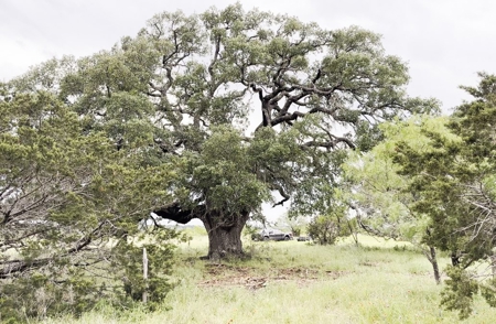 Find Your Texas Sanctuary: 25 Acres Ready for Building! - image 6