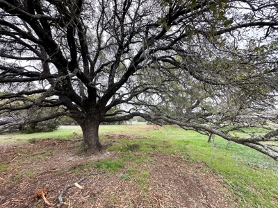 Find Your Texas Sanctuary: 25 Acres Ready for Building! - image 7