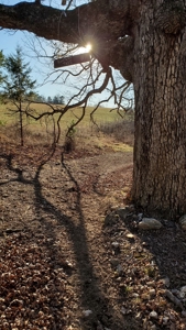 Vacation Cabin Joining Ozark National Forest For Sale - image 28