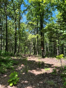 Vacation Cabin Joining Ozark National Forest For Sale - image 30