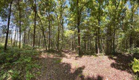 Vacation Cabin Joining Ozark National Forest For Sale - image 32