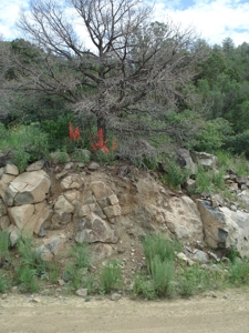 Southwest Development Property For Sale, Silver City NM - image 4