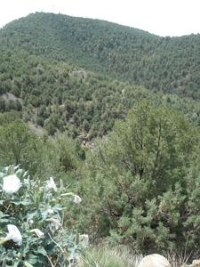 Southwest Development Property For Sale, Silver City NM - image 7