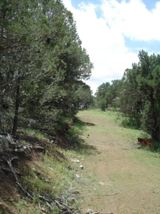 Southwest Development Property For Sale, Silver City NM - image 22