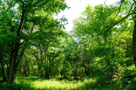Country Home And Recreational Land For Sale, Meeker, Ok - image 31