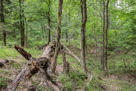 Turn Key Small Hunting Tract in Hinds County - image 19