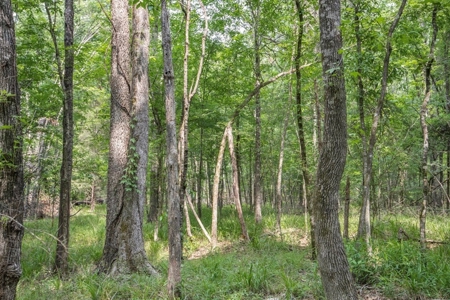 Turn Key Small Hunting Tract in Hinds County - image 18