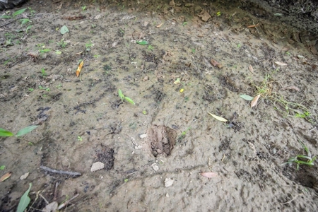 Turn Key Small Hunting Tract in Hinds County - image 7