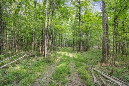 Turn Key Small Hunting Tract in Hinds County - image 14