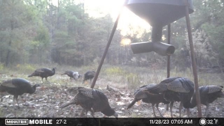 Turn Key Small Hunting Tract in Hinds County - image 30