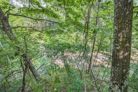 Turn Key Small Hunting Tract in Hinds County - image 4