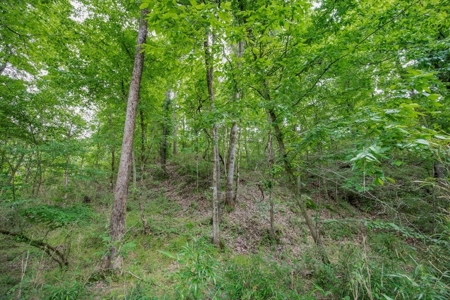 Turn Key Small Hunting Tract in Hinds County - image 11