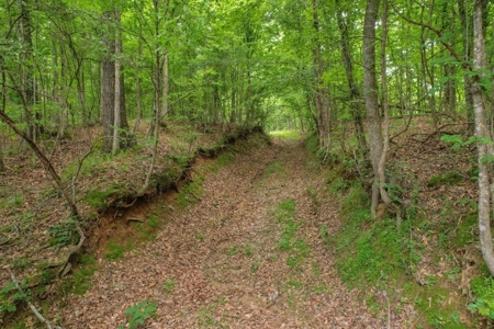 Turn Key Small Hunting Tract in Hinds County - image 27