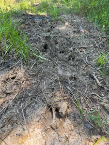 coody creek ranch - image 33